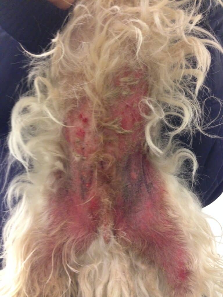 Inflammeret og fugtig hud med rødme, skorpedannelse og misfarvning i bugområdet på en West Highland White Terrier med mistanke om allergisk dermatitis.