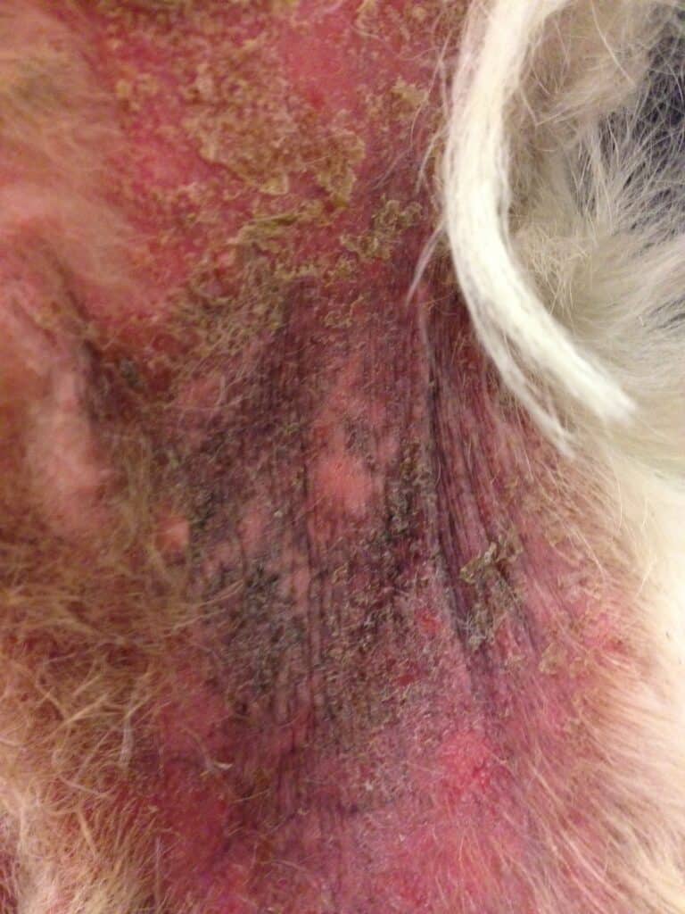 Inflammeret og fugtig hud med rødme, skorpedannelse og misfarvning i bugområdet på en West Highland White Terrier med mistanke om allergisk dermatitis. Close up