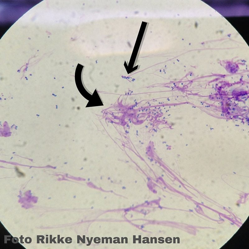billede af kokkeformede bakterier og dna strenge fra otitis externa - foto af dyrlæge Rikke Nyeman Hansen