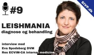 dyrlæge dvm eva spodsberg podcast om leishmania diagnose og behandling