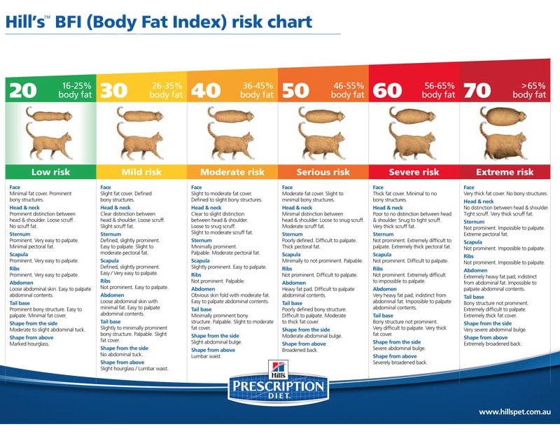hills chart til body condition score kat som erstatning for dexa scanning for fedtprocent i vurderingen af overvægtige katte