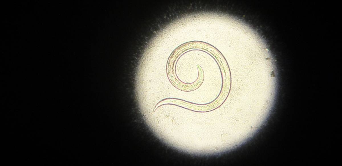 Larve af Angiostrongylus vasorum (fransk hjerteorm hund) set i mikroskop
