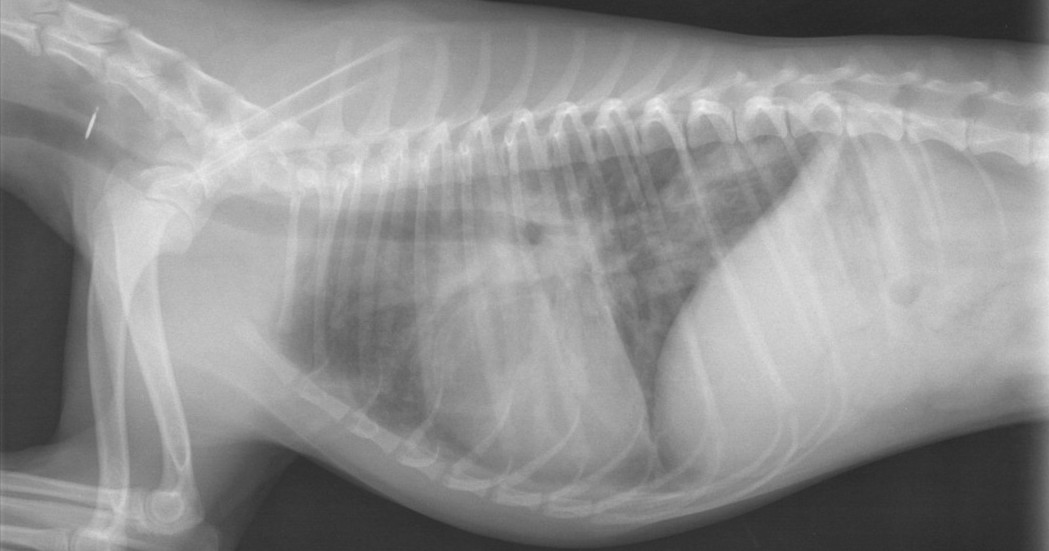 røntgenbillede af thorax på en hund med Angiostrongylus vasorum. Venligst udlånt af dyrlæge Tine Bondo