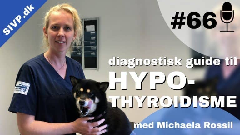 Hypothyroidisme (lavt stofskifte) hos hund kan give anledning til mange forskellige symptomer. Dyrlæge Michaela Rossil giver i denne podcast en diagnostisk guide samt et overblik over de mest almindelige tegn ved hypothyroidisme hos hund