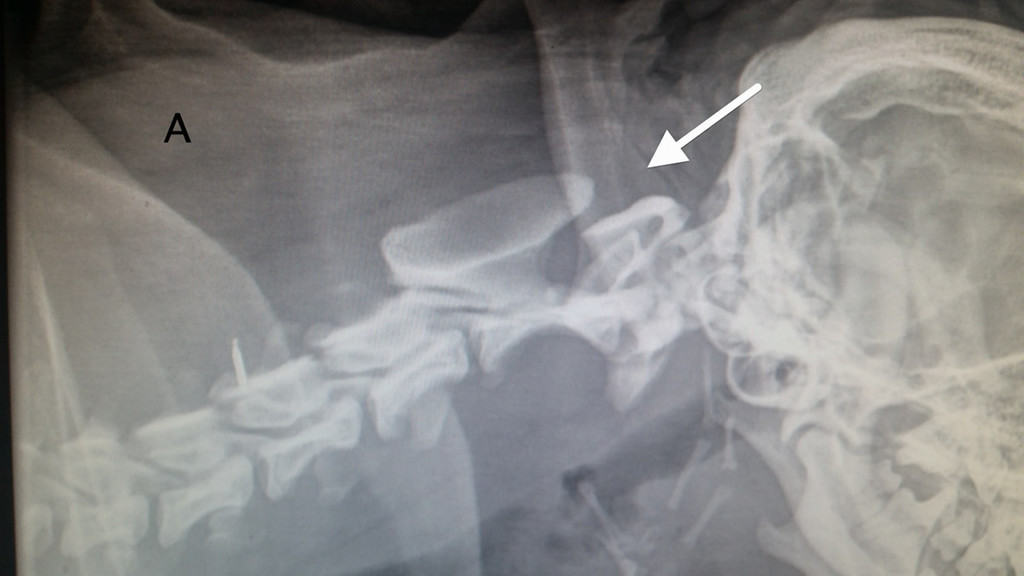 Røntgenbilled af hund med Atlatoaksial Instabilitet. Billede venligst udlånt af dyrlæge Klaus Christiansen, Familiedyrlægerne