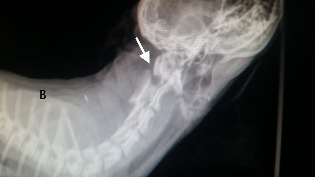 Røntgenbillede af hund med Atlatoaksial Instabilitet. Billede venligst udlånt af dyrlæge Klaus Christiansen, Familiedyrlægerne
