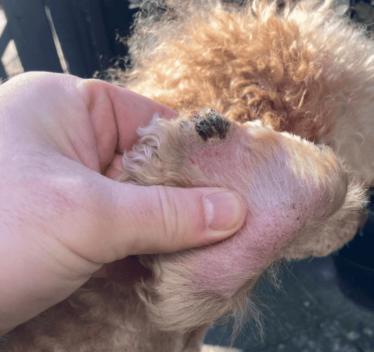 Nærbillede af en skorpe på hudoverfladen hos en hund. Skorpen er tør, gullig til brunlig, med en ujævn og flækkende struktur. Omkringliggende hud viser tegn på inflammation med rødme og let hævelse. Privat foto.
