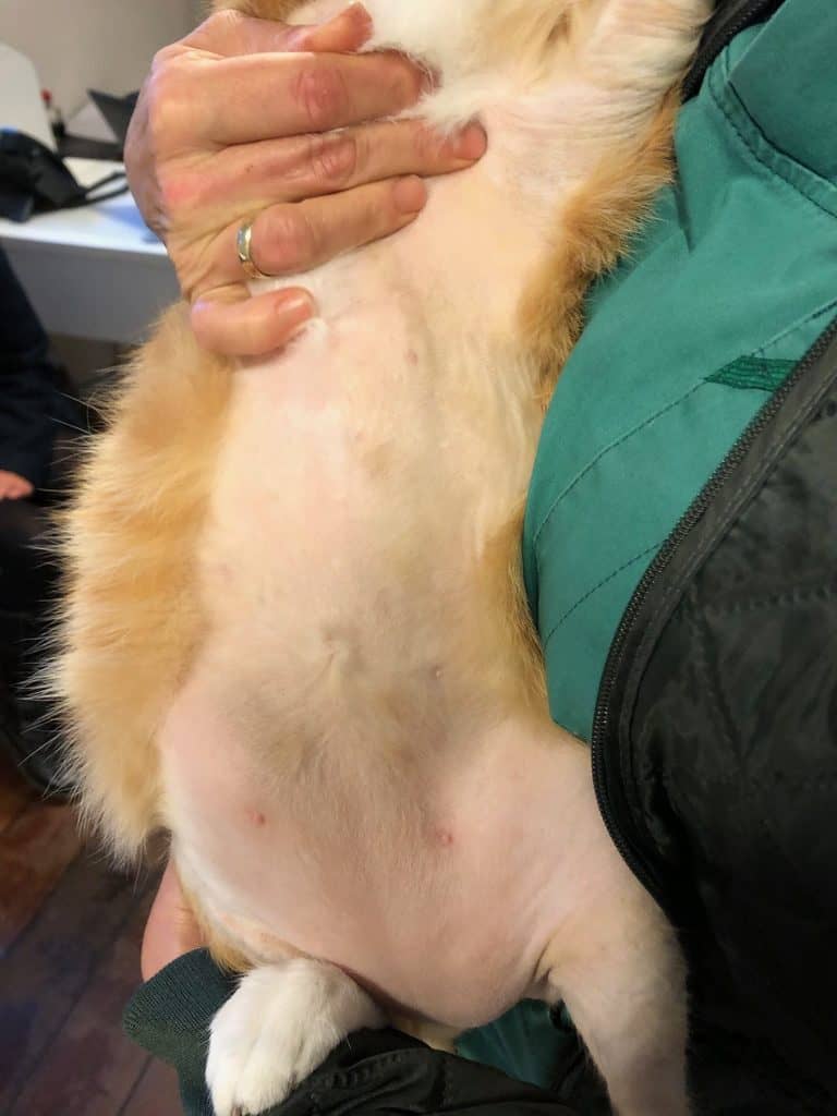 Kat med symmetrisk alopeci (pelstab på maven) sfa. husstøvmide-allergi. Foto Anne Aagaard Nielsen