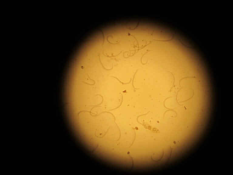 Mikroskopisk billede af Angiostrongylus vasorum-larve, en nematode fundet i fæces eller luftvejssekret hos inficerede hunde.