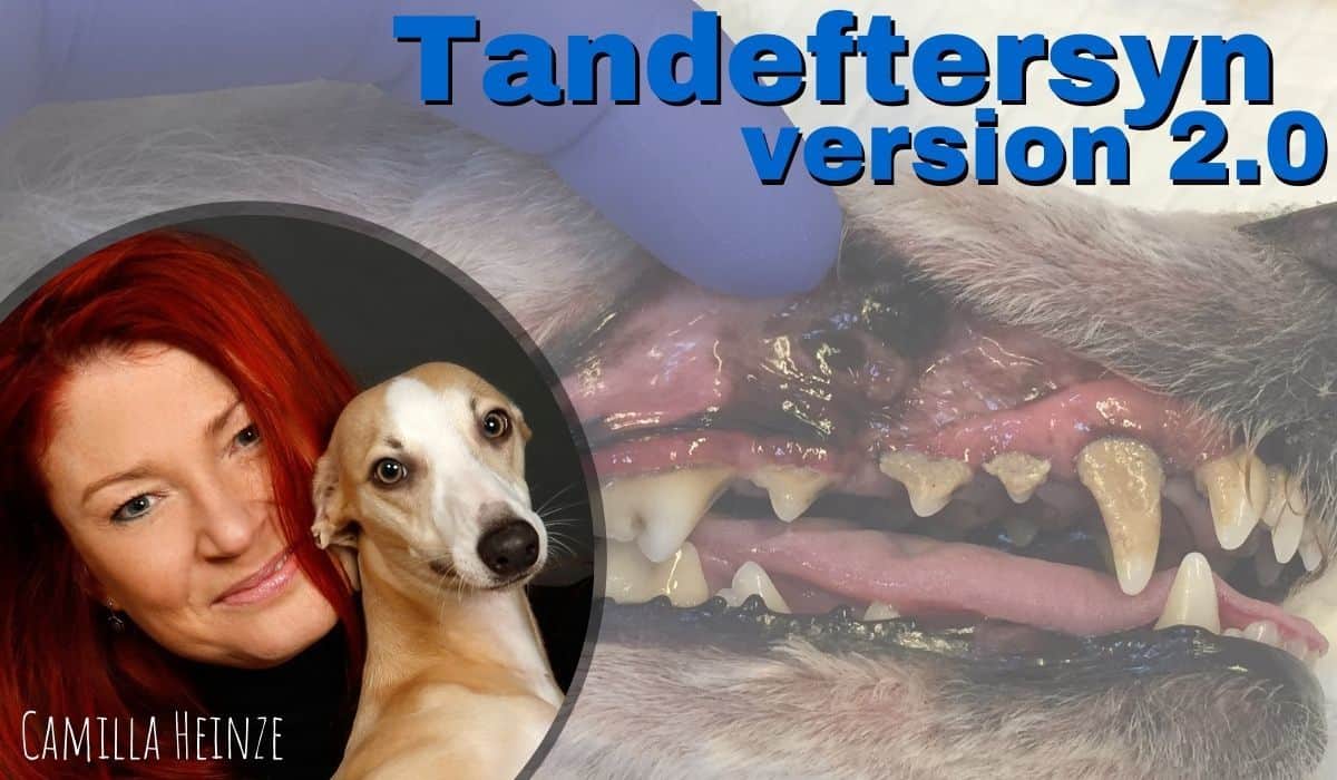 Webinar om tandeftersyn
