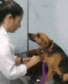 veterinarian preparing for venflon