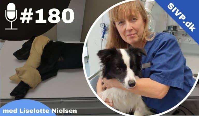 Guide til den lovpligtige håndfri røntgen: Praktiske tips til dyreklinikken med Liselotte Nielsen