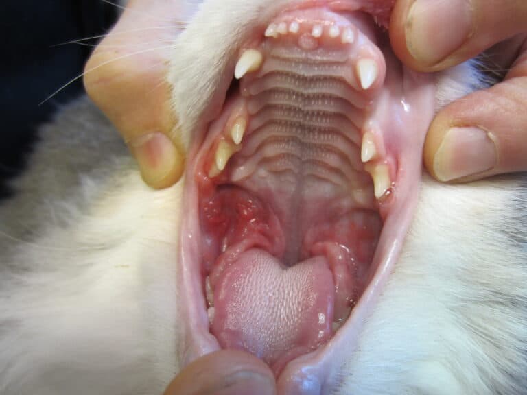 DA4291: Feline chronic gingivostomatitis (FCGS) (kronisk gingivostomatitis hos kat)