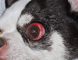 Hund med protosis