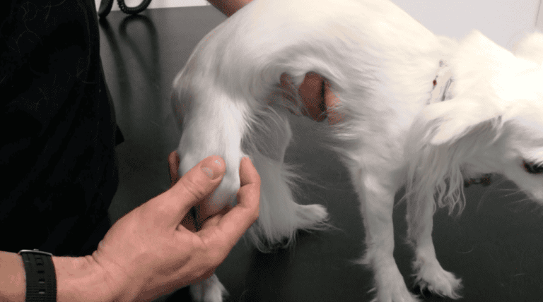 patella luksation hos chihuahua