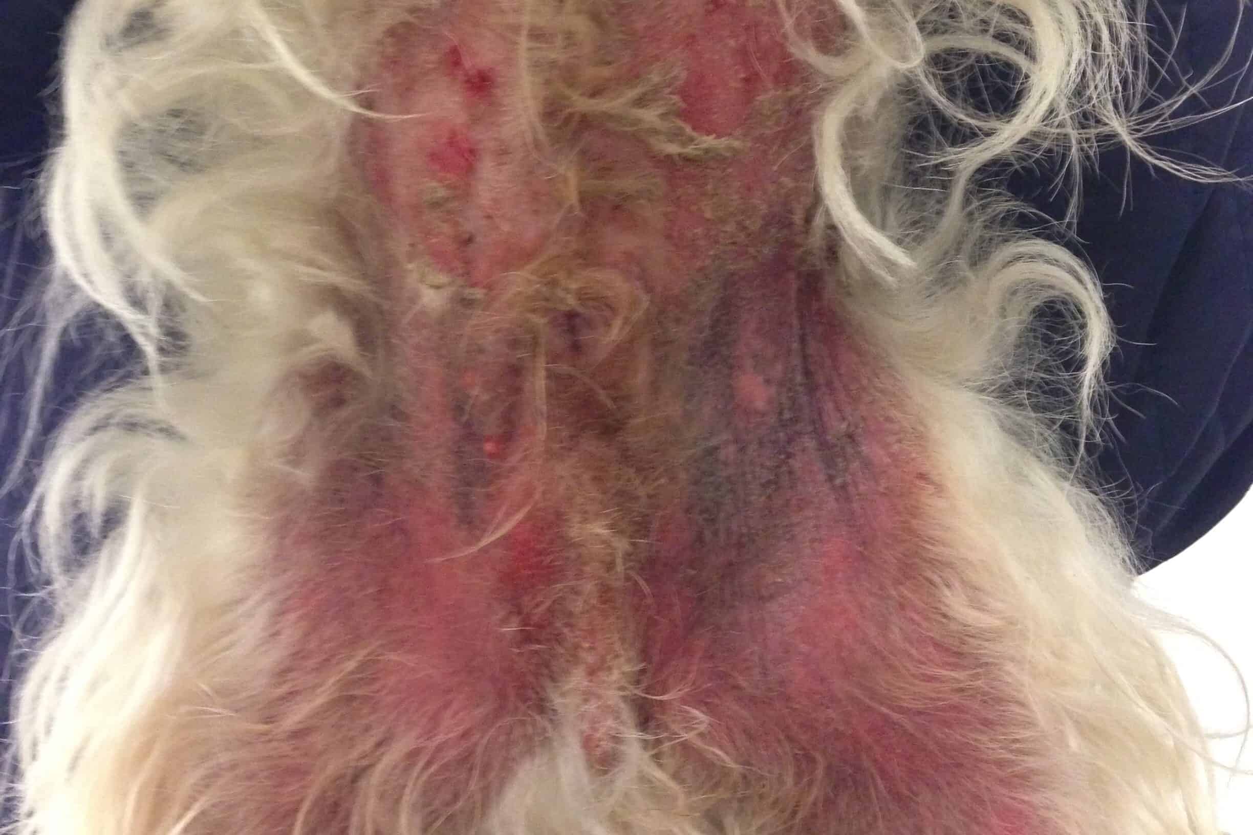 Inflammeret og fugtig hud med rødme, skorpedannelse og misfarvning i bugområdet på en West Highland White Terrier med mistanke om allergisk dermatitis.